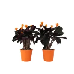 Inkakrone - Sæt med 2 - Calathea crocata 'Tassmania' - Højde 40-50cm - ⌀14cm