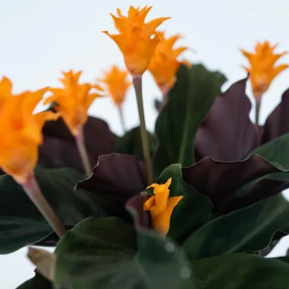 Inkakrone - Sæt med 2 - Calathea crocata 'Tassmania' - Højde 40-50cm - ⌀14cm