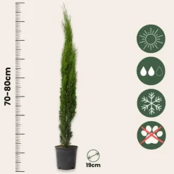 Italiensk cypres - Sæt med 2 - Cupressus sempervirens - Højde 70-80cm - ⌀19cm