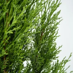 Italiensk cypres - Sæt med 2 - Cupressus sempervirens - Højde 70-80cm - ⌀19cm