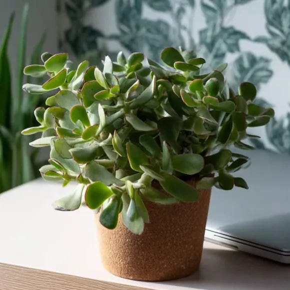 Jadeplante - 2 stk - Crassula arborescens 'Curly' - Potte 12 cm