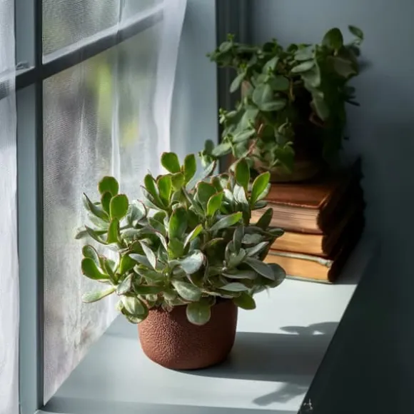 Jadeplante - 2 stk - Crassula arborescens 'Curly' - Potte 12 cm
