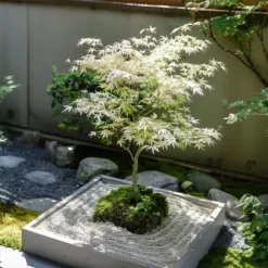 Japansk ahorn - Acer palmatum 'Ukigumo' - Højde 50-60cm - ⌀19cm