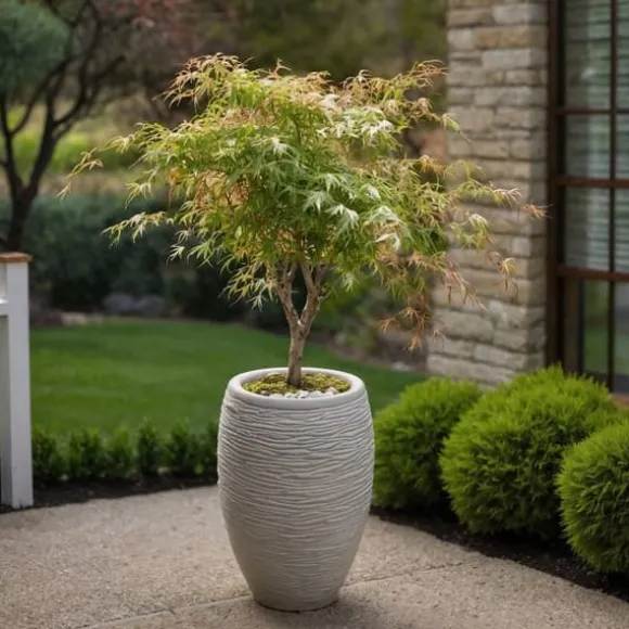 Japansk ahorn - Acer palmatum 'Ukigumo' - Højde 50-60cm - ⌀19cm