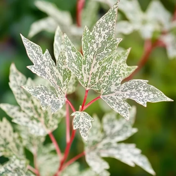 Japansk ahorn - Acer palmatum 'Ukigumo' - Højde 50-60cm - ⌀19cm