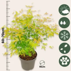 Japansk ahorn - Acer palmatum 'Orange Lace' - Højde 60-70cm - ⌀19cm