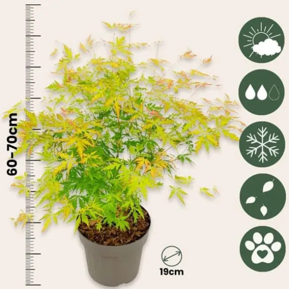 Japansk ahorn - Acer palmatum 'Orange Lace' - Højde 60-70cm - ⌀19cm