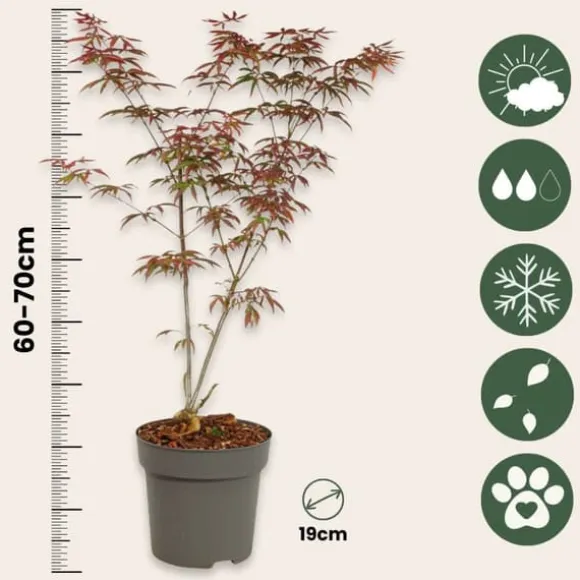 Japansk ahorn - Acer palmatum 'Starfish' - Højde 60-70cm - ⌀19cm