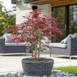 Japansk ahorn - Acer palmatum 'Starfish' - Højde 60-70cm - ⌀19cm