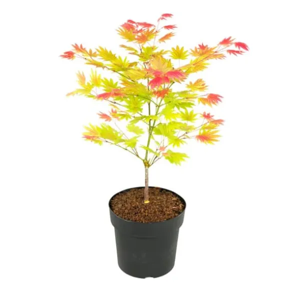 Japansk ahorn - Acer palmatum 'Moonrise' - Højde 40-50cm - ⌀19cm