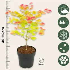 Japansk ahorn - Acer palmatum 'Moonrise' - Højde 40-50cm - ⌀19cm