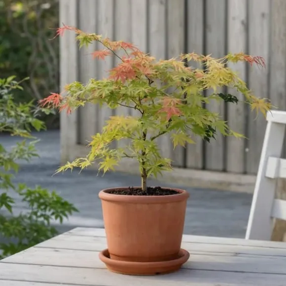 Japansk ahorn - Acer palmatum 'Moonrise' - Højde 40-50cm - ⌀19cm