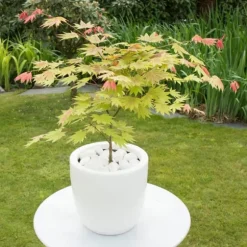 Japansk ahorn - Acer palmatum 'Moonrise' - Højde 40-50cm - ⌀19cm