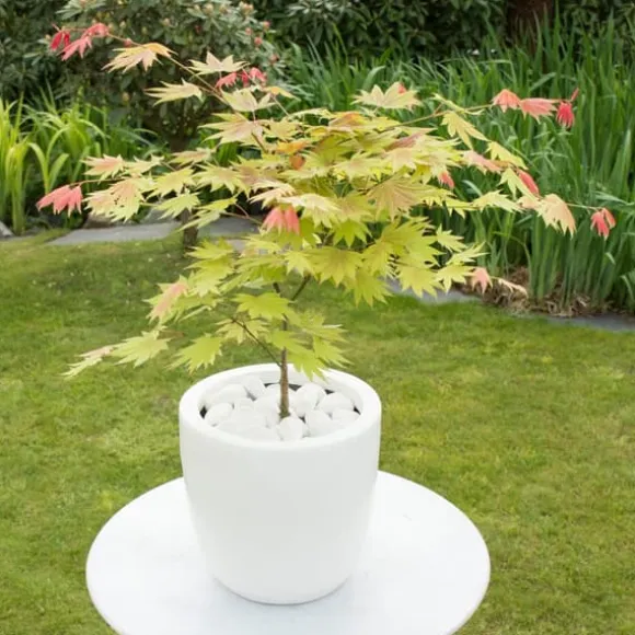 Japansk ahorn - Acer palmatum 'Moonrise' - Højde 40-50cm - ⌀19cm