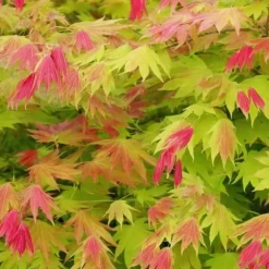 Japansk ahorn - Acer palmatum 'Moonrise' - Højde 40-50cm - ⌀19cm