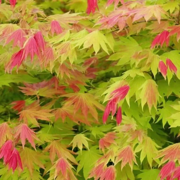 Japansk ahorn - Acer palmatum 'Moonrise' - Højde 40-50cm - ⌀19cm