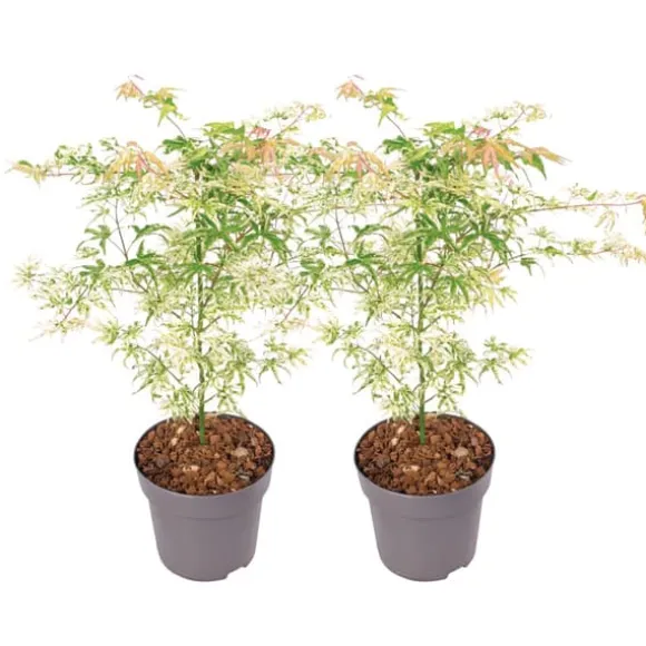 Japansk ahorn - Sæt med 2 - Acer palmatum 'Ukigumo' - Højde 50-60cm - ⌀19cm