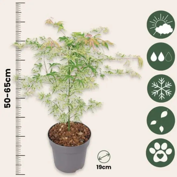 Japansk ahorn - Sæt med 2 - Acer palmatum 'Ukigumo' - Højde 50-60cm - ⌀19cm