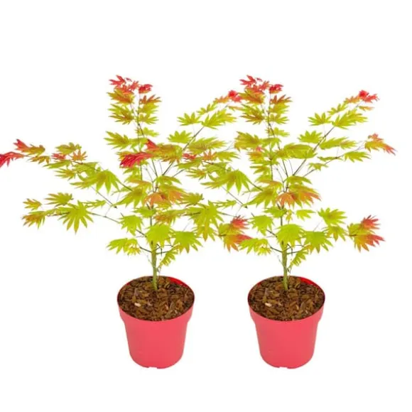 Japansk ahorn - Sæt med 2 - Acer palmatum 'Moonrise' - Højde 40-50cm - ⌀19cm