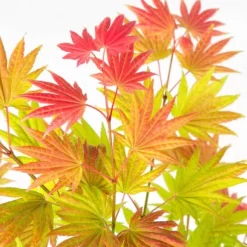 Japansk ahorn - Sæt med 2 - Acer palmatum 'Moonrise' - Højde 40-50cm - ⌀19cm
