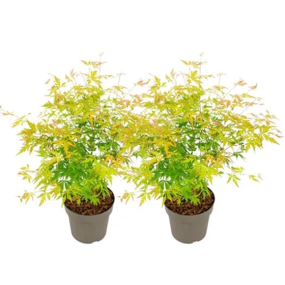 Japansk ahorn - Sæt med 2 - Acer palmatum 'Orange Lace' - Højde 60-70cm - ⌀19cm