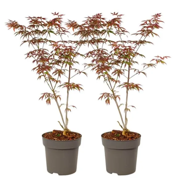 Japansk ahorn - Sæt med 2 - Acer palmatum 'Starfish' - Højde 60-70cm - ⌀19cm