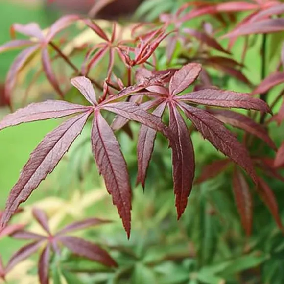 Japansk ahorn - Sæt med 2 - Acer palmatum 'Starfish' - Højde 60-70cm - ⌀19cm