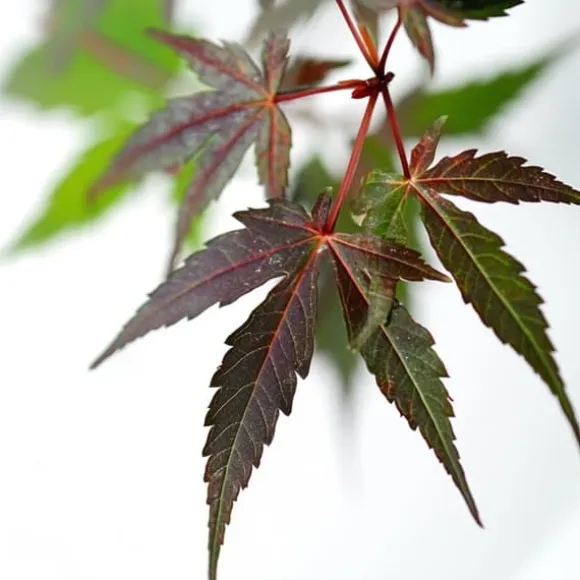 Japansk ahorn - Sæt med 2 - Acer palmatum 'Starfish' - Højde 60-70cm - ⌀19cm