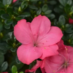 Japansk Azalea - Sæt med 2 - Rhododendron 'Anouk' - Højde 25-40cm - ⌀17cm