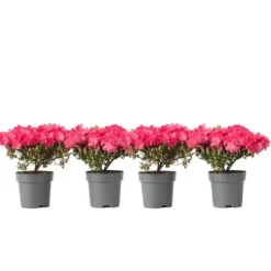 Japansk Azalea - Sæt med 4 - Rhododendron 'Anouk' - Højde 25-40cm - ⌀17cm