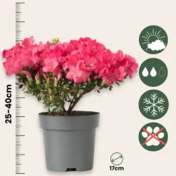 Japansk Azalea - Sæt med 4 - Rhododendron 'Anouk' - Højde 25-40cm - ⌀17cm
