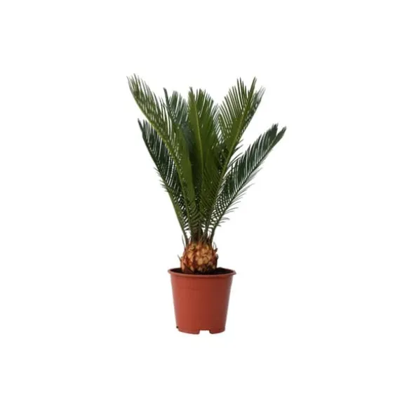 Japansk koglepalme - Cycas revoluta - Højde 45-60cm - ⌀15cm