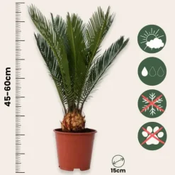 Japansk koglepalme - Cycas revoluta - Højde 45-60cm - ⌀15cm