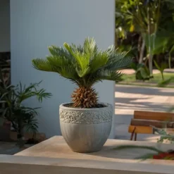 Japansk koglepalme - Cycas revoluta - Højde 45-60cm - ⌀15cm