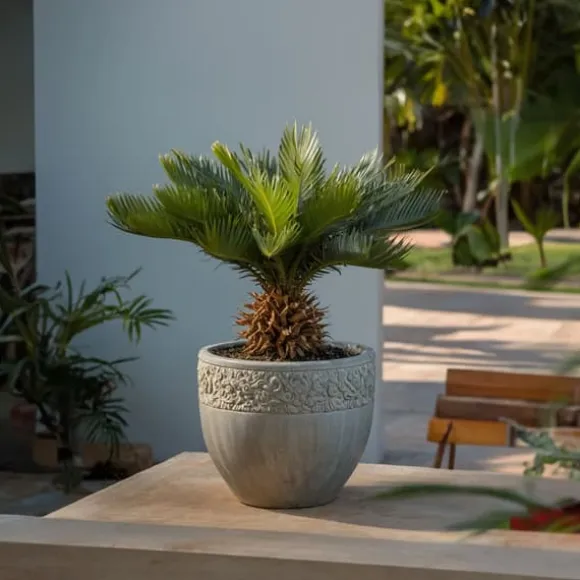 Japansk koglepalme - Cycas revoluta - Højde 45-60cm - ⌀15cm