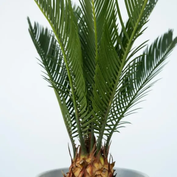 Japansk koglepalme - Cycas revoluta - Højde 45-60cm - ⌀15cm