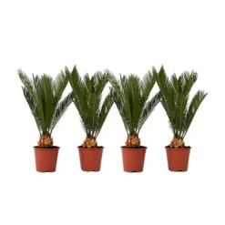 Japansk koglepalme - Sæt med 4 - Cycas revoluta - Højde 45-60cm - ⌀15cm