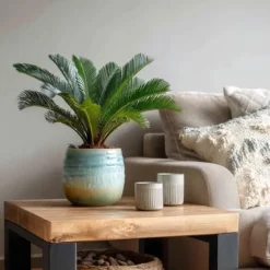 Japansk koglepalme - Sæt med 2 - Cycas revoluta - Højde 45-60cm - ⌀15cm