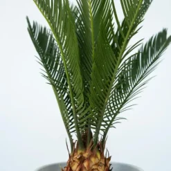 Japansk koglepalme - Sæt med 2 - Cycas revoluta - Højde 45-60cm - ⌀15cm