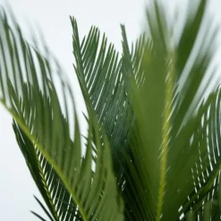 Japansk koglepalme - Sæt med 2 - Cycas revoluta - Højde 45-60cm - ⌀15cm