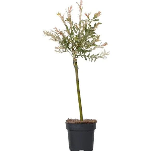 Japansk pil - Salix integra 'Flamingo' - Højde 60-80cm - Potte 17cm