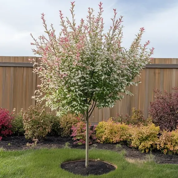 Japansk pil - Salix integra 'Flamingo' - Højde 60-80cm - Potte 17cm