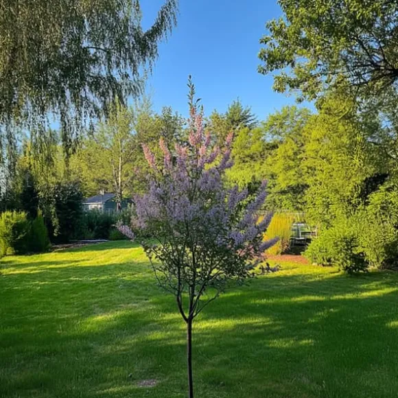 Japansk pil - Sæt med 2 - Salix integra 'Flamingo' - Højde 60-80cm - ⌀17cm