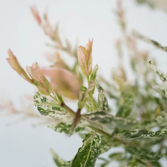 Japansk pil - Sæt med 2 - Salix integra 'Flamingo' - Højde 60-80cm - ⌀17cm