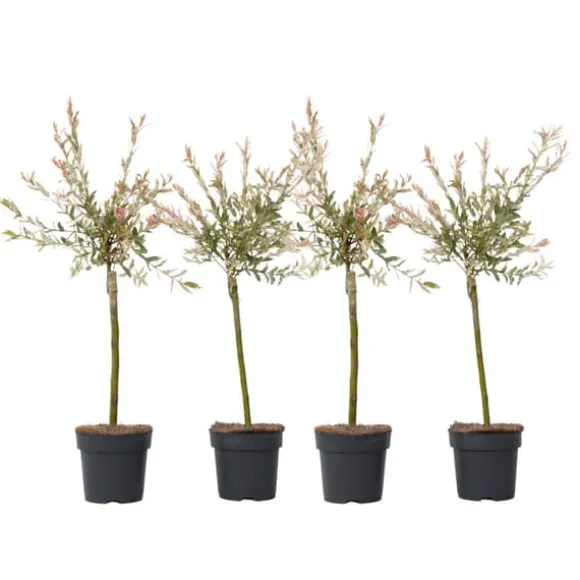 Japansk pil - Sæt med 4 - Salix integra 'Flamingo' - Højde 60-80cm - ⌀17cm