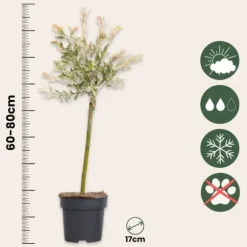Japansk pil - Sæt med 4 - Salix integra 'Flamingo' - Højde 60-80cm - ⌀17cm
