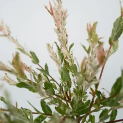 Japansk pil - Sæt med 4 - Salix integra 'Flamingo' - Højde 60-80cm - ⌀17cm