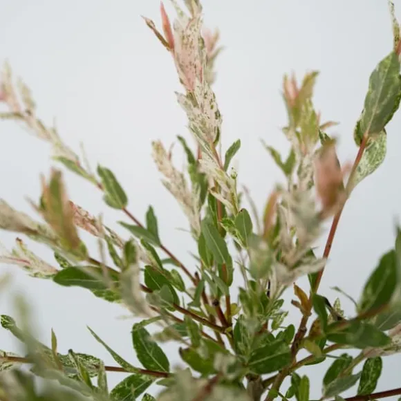 Japansk pil - Sæt med 4 - Salix integra 'Flamingo' - Højde 60-80cm - ⌀17cm