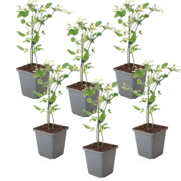 Jasmin - Sæt med 6 - Jasminum 'Summer Scent' - Højde 25-40cm - ⌀9cm