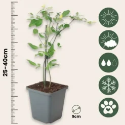 Jasmin - Sæt med 6 - Jasminum 'Summer Scent' - Højde 25-40cm - ⌀9cm
